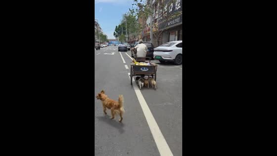 Dogs follow man’s tricycle through street in Henan, China