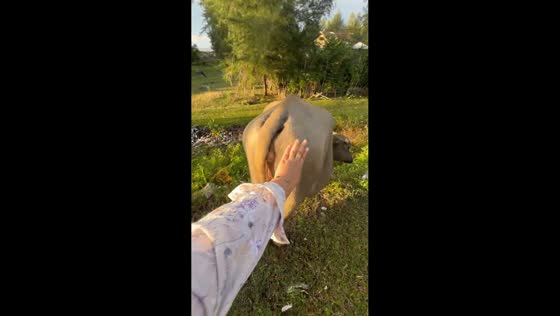  Bull startled by touch and runs away in Meulaboh, Indonesia