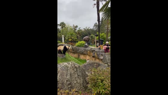 Singing serenade captivates panda at ZooParc de Beauval in Saint-Aigna, France