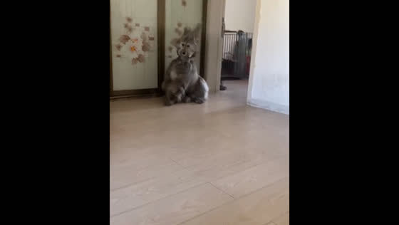 Dog appears disappointed while polishing floor in Liaoning