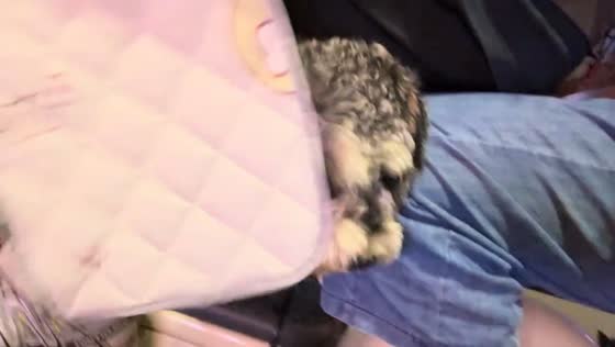 Dog stays calm after blanket flap hits its face during scooter ride in Shandong, China