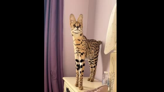 Gypsy the serval cat stands on a bedside table in Moscow