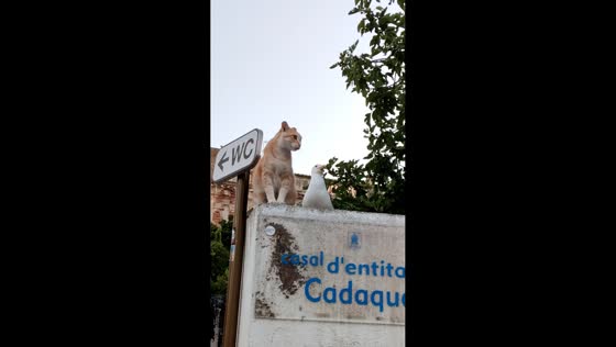 Startled cat hisses at motionless seagull in Cadaqués, Spain
