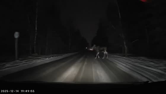 Driver narrowly avoids moose on dark highway in Volodarsk, Russia