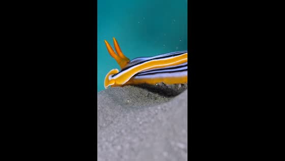 Nudibranch stroll: underwater exploration in Makadi Bay