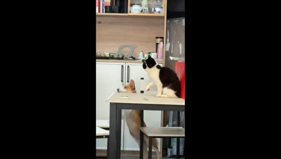 Dog falls off chair while playing with cat in Jiangxi, China