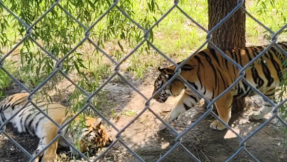Funny zoo moment with playful tiger in Heilongjiang, China