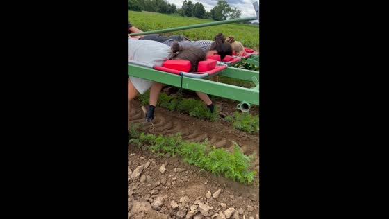 Carrot weeding on a tractor-pulled platform in Germany