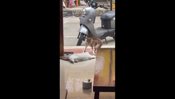 Cat dramatically startled by stray behind glass in China