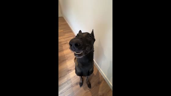 Dog growls along with owner’s singing in Arizona, USA