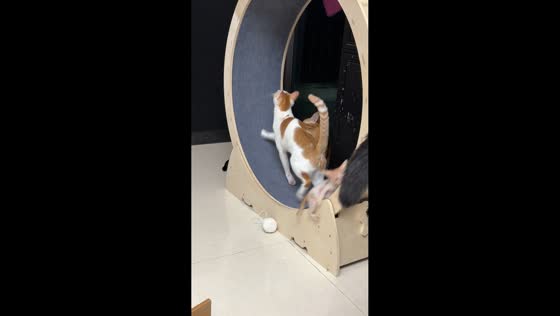 Kitten hilariously around a cat wheel before falling off in Guangdong, China