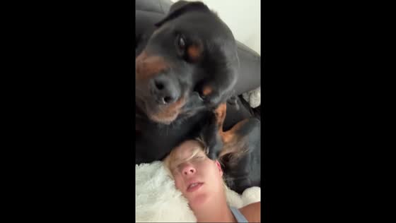 Dog sits on owner's head during a sleepy morning in Phoenix, Arizona, USA