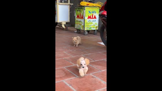 Adorably groomed poodle puppies play in Thanh Hoa, Vietnam