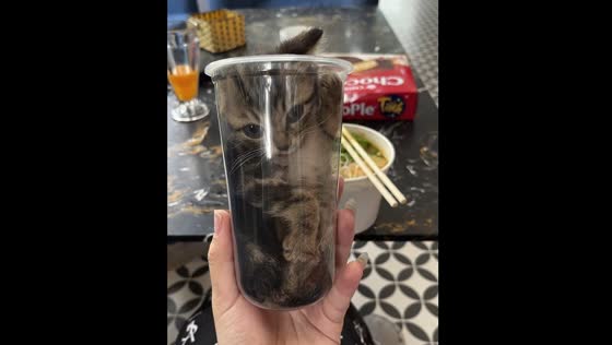 Cat sits inside water glass in Vietnam