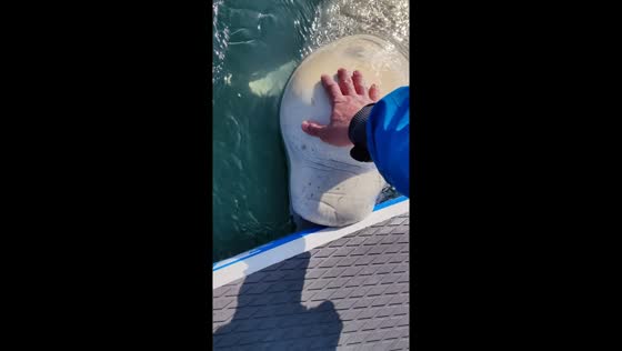 Close encounter: up-close interaction with a white whale in Vladivostok, Russia