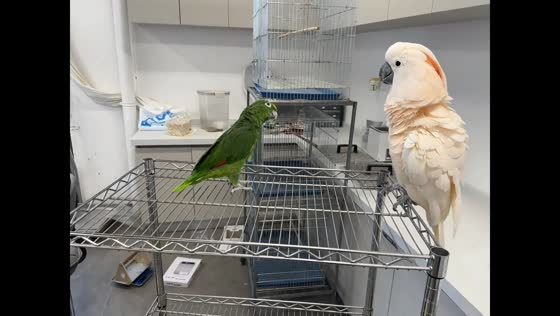 Two parrots clash playfully on utility shelf in Anhui, China