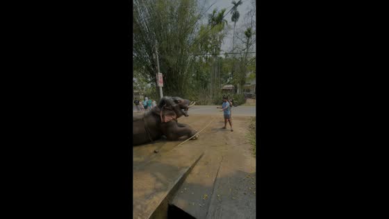 Elephant enjoys bathing session in Mariani, Jorhat, India