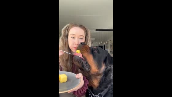 Dog takes a bite of Mango and drops it on the floor in Zwijndrecht, Netherlands