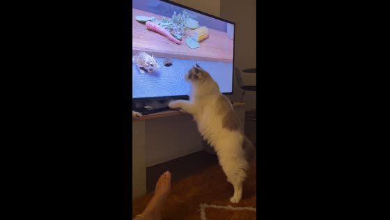 Cat chaos: mid-hunt spook under the TV