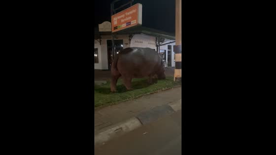 Hippo wanders through town at night in Victoria Falls, Zimbabwe
