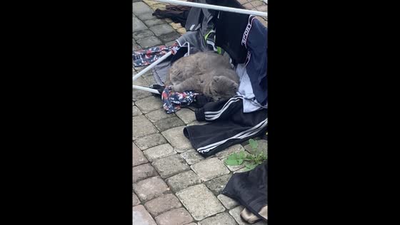 Cat sleeping on overturned drier in Chernivtsi, Ukraine