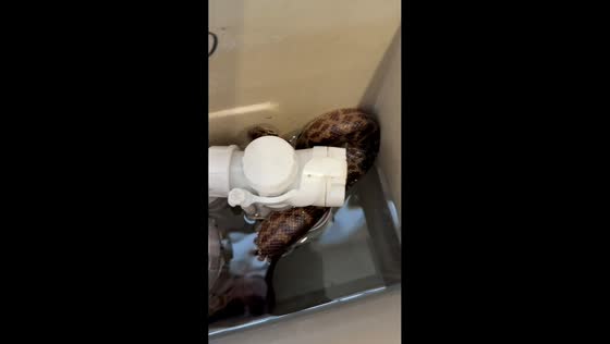 Spotted python found inside toilet water tank in Yeppoon, Australia