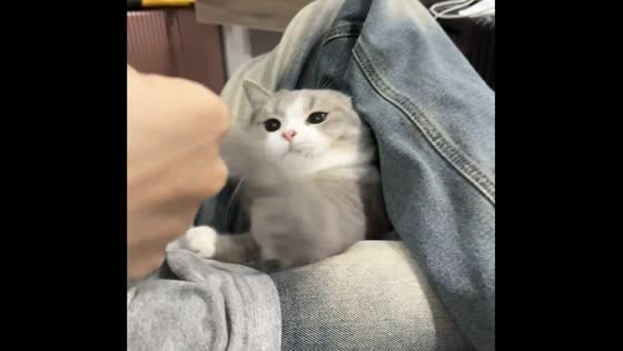 Cat plays with owner in playful video in Hunan, China