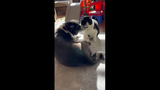 Unbreakable bond: dog Cherie and Cat Pochita's heartwarming relationship