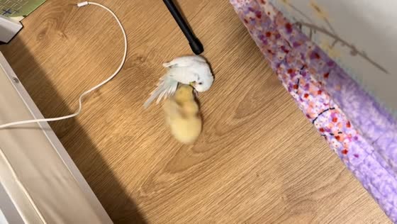 Chick chases bird after brief scuffle in Beijing, China