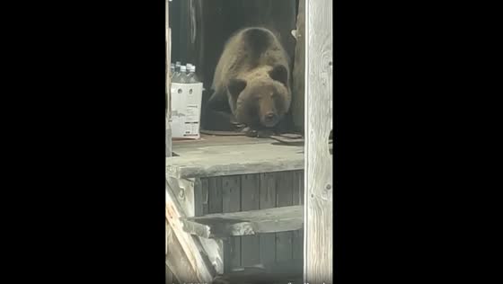 Kamchatka village grapples with uninvited resident bear on porch of residential building