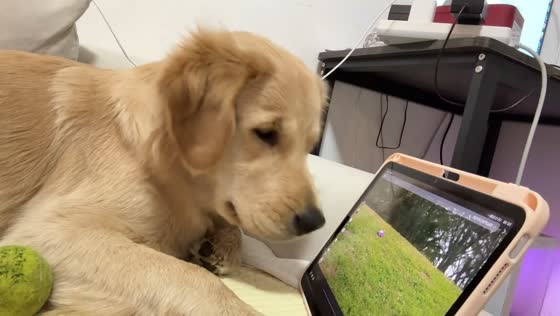 Golden retriever adorably interacts with tablet in Guangdong, China