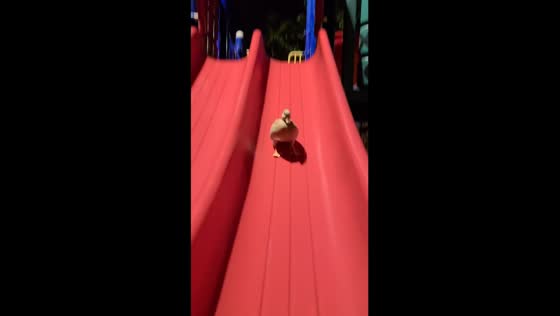  4-year-old duck slides down the slide in Taichung, Taiwan
