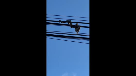 Snake spotted hanging from electrical wire in Tacloban, Philippines