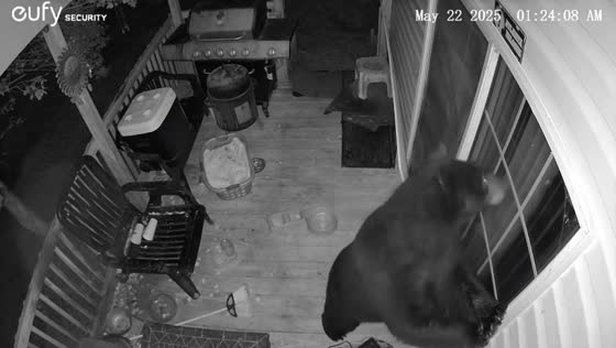 Bear caught sniffing outside house door in Chatsworth, Georgia, USA