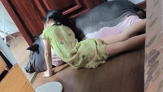 Daughter plays with pet pig Baozi in Guangxi