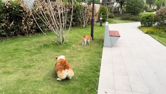 Corgi runs from chasing cat in outdoor scene in Sichuan, China