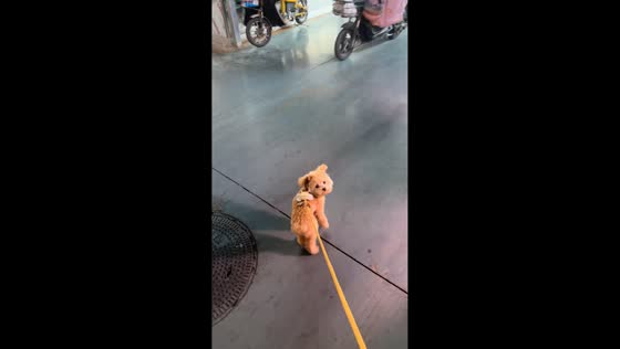 Puppy imitates rooster's crow in Shandong, China