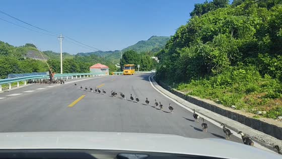 Flock of ducks crosses road in a straight line in Guizhou, China