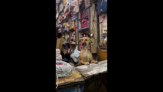 Dog acts as store attendant in Delhi, India