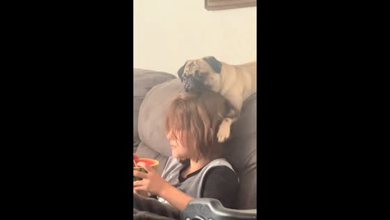Pug rests on boy’s head while he eats watermelon in Phoenix, Arizona, USA