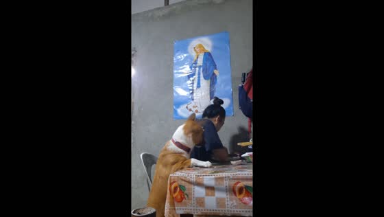 Dog's comedic dinner demand