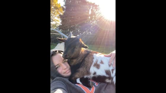Adorable rescue goats hang out on a sunny day with their owner