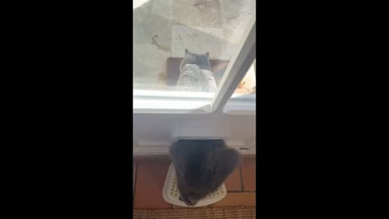 Chunky cat squeezes through tiny cat flap in Colomars, France