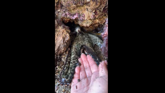 California explorer bonds with shy Octopus in captivating encounter