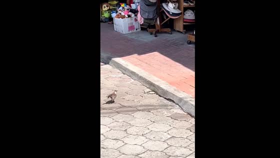 Mockingbird vs. snake: natural encounter on Santa Cruz Island