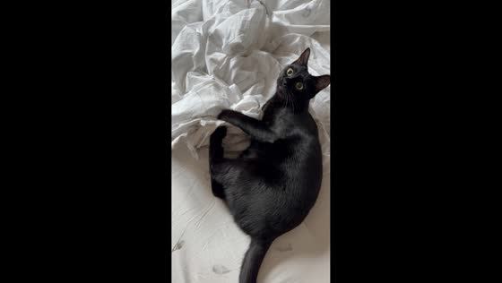 Black cat playfully attacks bedsheets in Torrebelvicino, Italy