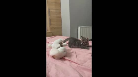 Chloe the kitten: playful defender of her territory