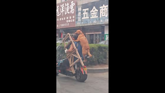 Dog rides on owner's back while motorcycle carries ladder in Liaoning, China