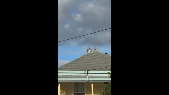 Pigeon balances on spinning roof vent in Deagon, Australia