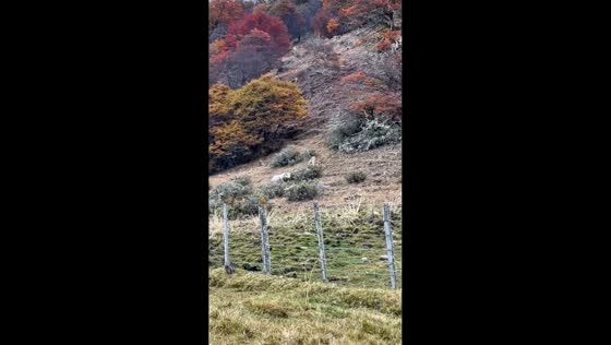 Puma chase ends abruptly near fence in Punta Arenas, Chile